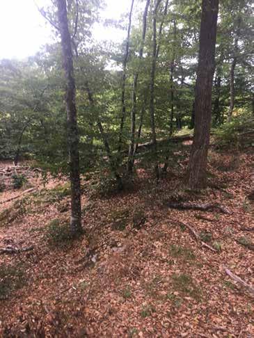 Naturvärdesobjekt nr 15 Klass 3 Påtagligt Skog och träd Blandskog Påtagligt biotopvärde Visst artvärde Variation av trädslag och viss variation i ålder. Bitvis allmänt med död ved.