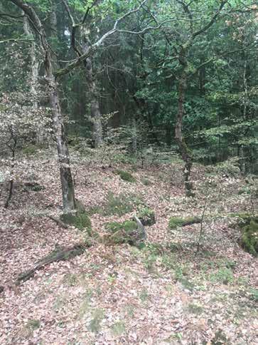 Naturvärdesobjekt nr 16 Klass 3 Påtagligt Skog och träd Blandskog Påtagligt biotopvärde Visst artvärde Block i stenmur, olika trädslag och flerskiktat. Sparsamt men spridd död ved.