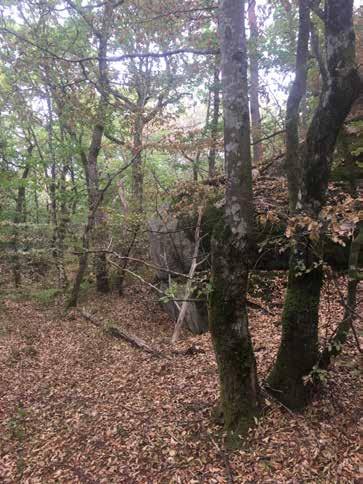 Naturvärdesobjekt nr 17 Klass 2 Högt Skog och träd Ädellövskog Påtagligt biotopvärde Påtagligt artvärde Block och klippvägg, olika trädslag och bitvis flerskiktad skog.