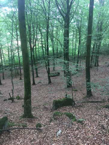 Naturvärdesobjekt nr 18 Klass 3 Påtagligt Skog och träd Bokskog Påtagligt biotopvärde Visst artvärde Blockrikt, främst enskiktad skog.