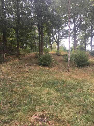 Naturvärdesobjekt nr 19 Klass 3 Påtagligt Ängs och betesmark Betad mark positivt för lång rad arter. En del örter. Ekar ca 50 cm. Några uppemot 80 cm. Block. Enstaka förekomster med död ved klen.