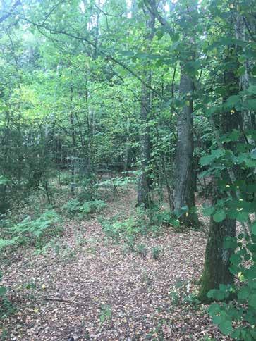 Naturvärdesobjekt nr 21 Klass 3 Påtagligt Skog och träd Ädellövskog Påtagligt biotopvärde Visst artvärde Variation av trädslag och ålder. En del örter. Ekar ca 50 70 cm. Block i stenmur.