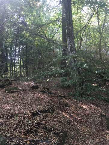 Naturvärdesobjekt nr 24 Klass 3 Påtagligt Skog och träd Bokskog Påtagligt biotopvärde Visst artvärde Block, främst enskiktad skog men bitvis flerskiktad. Förekomst av grova bokar 80 cm.