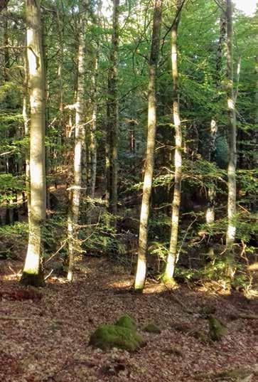 Naturvärdesobjekt nr 26 Klass 3 Påtagligt Skog och träd Blandskog Påtagligt biotopvärde Visst artvärde Goda strukturer,