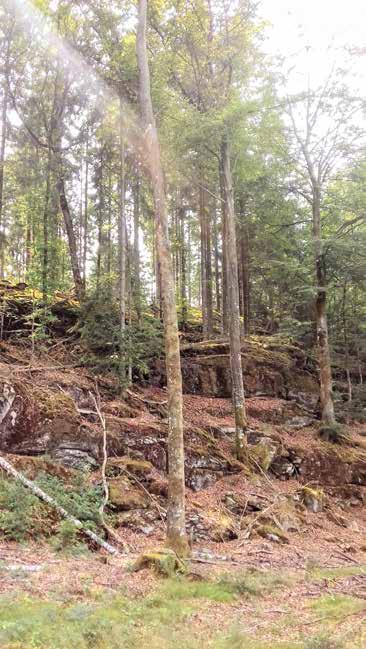 Naturvärdesobjekt nr 27 Klass 3 Påtagligt Skog och träd Ädellövskog Påtagligt biotopvärde Visst artvärde Äldre träd, död ved, dock kan gallring ha förstört vissa värden.