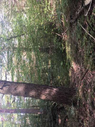 Naturvärdesobjekt nr 33 Klass 3 Påtagligt Skog och träd Blandskog Påtagligt biotopvärde Visst artvärde Varierad markfuktighet och trädslag.