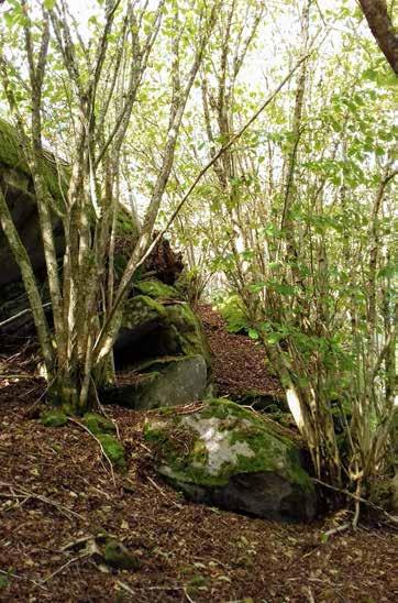 Naturvärdesobjekt nr 40 Klass 3 Påtagligt Skog och träd Hassellund Påtagligt biotopvärde Visst artvärde Äldre hasselstammar, något som är mindre vanligt i inventeringsområdet, hassel utgör betydande