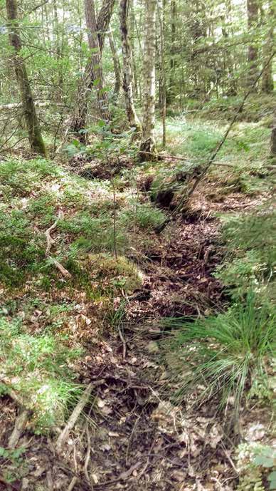 Naturvärdesobjekt nr 42 Klass 3 Påtagligt Vattendrag Mindre vattendrag Påtagligt biotopvärde Visst artvärde Av värde för groddjur, kanske