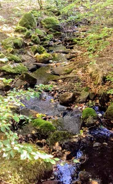 Naturvärdesobjekt nr 46 Klass 3 Påtagligt Vattendrag Mindre vattendrag Påtagligt biotopvärde Visst artvärde Ett varierat vattendrag med bitvis gott om död ved viktig miljö för groddjur,