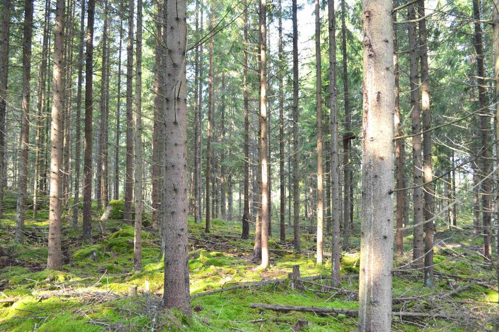 Skog och Mark Skogsmark Enligt skogsbruksplanen är den produktiva skogsarealen 11,5 ha med ett beräknat virkesförråd om 2