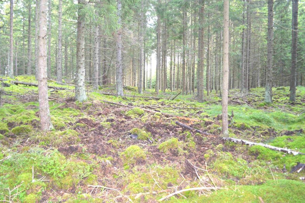 Övrigt Natur och kultur Ingen nyckelbiotop finns registrerad på fastigheten, Källa: Skogens Pärlor, Skogsstyrelsen. Jakt och fiske Förekommande viltarter är älg, rådjur och vildsvin m.fl. arter.