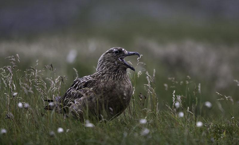 12 Havsörn Haliaeetus albicilla. Gissar vi sett ca 10 olika individer. 13 Strandskata Haematopus ostralegus 14 Enkelbeckasin Gallinago gallinago 1 ex hörd 3.7,