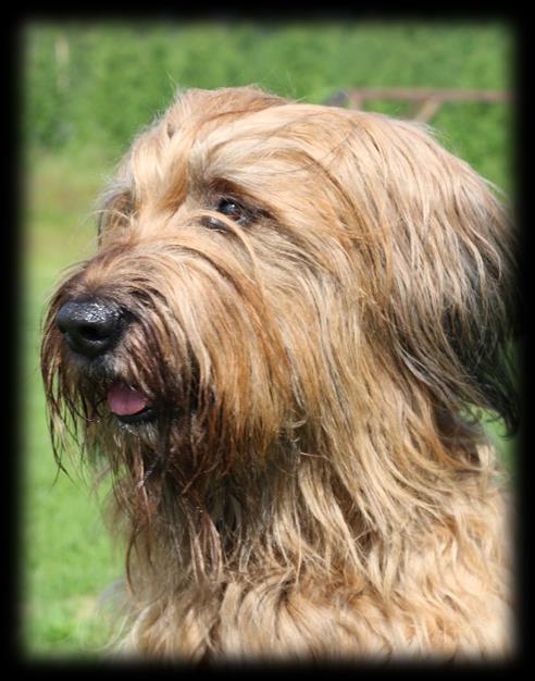 Veteranklass TIKAR Goblinwalley Pretty Maids S19456/2007 f. 2007-02-16 e. La Motte s Maestro Moravia Campanella u.
