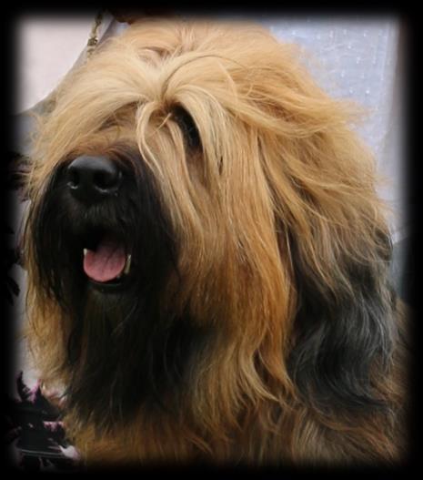 Championklass HANAR KORAD NO UCH DKCH LVCH CIE SEV-13 LVW-14 SEV-15 Sel.Swe. Sel. Fr. Svensk Briard Juniorvinnare-11 Goblinwalley Shut up and Dance SE39494/2010 f. 2010-05-27, fawn e. KORAD C.I.E. C.I.B. SV-V10 NORD UCH EECH LP1 LP2 RLD N RLD F Briett Don Fido s Polluxx u.