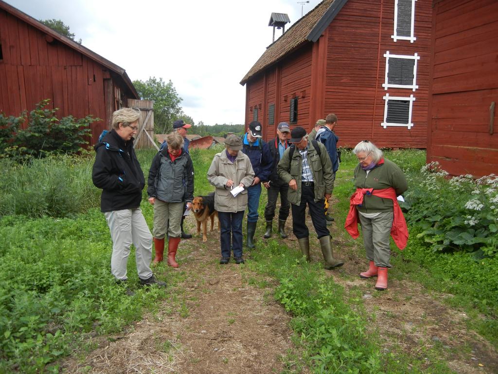 De vilda blommornas dag i Västmanland Växtintresserade i Ramnäs söker efter vilda blommor i gårdsmiljöer. Foto: Greta Larsson Söndagen den 19 juni var det De vilda blommornas dag.