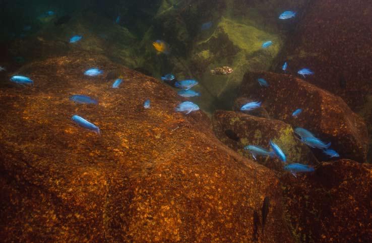Nationalpark och världsarv Under 80-talet förklarades kustlinjen och öarna runt Nankumbahalvön som nationalpark och 1983 valdes parken ut som ett världsnaturarv.