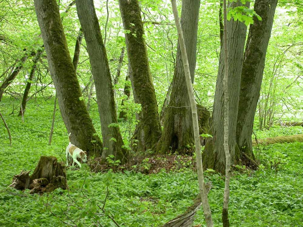 Stubbskottsängen och skottskogen som biotop och som