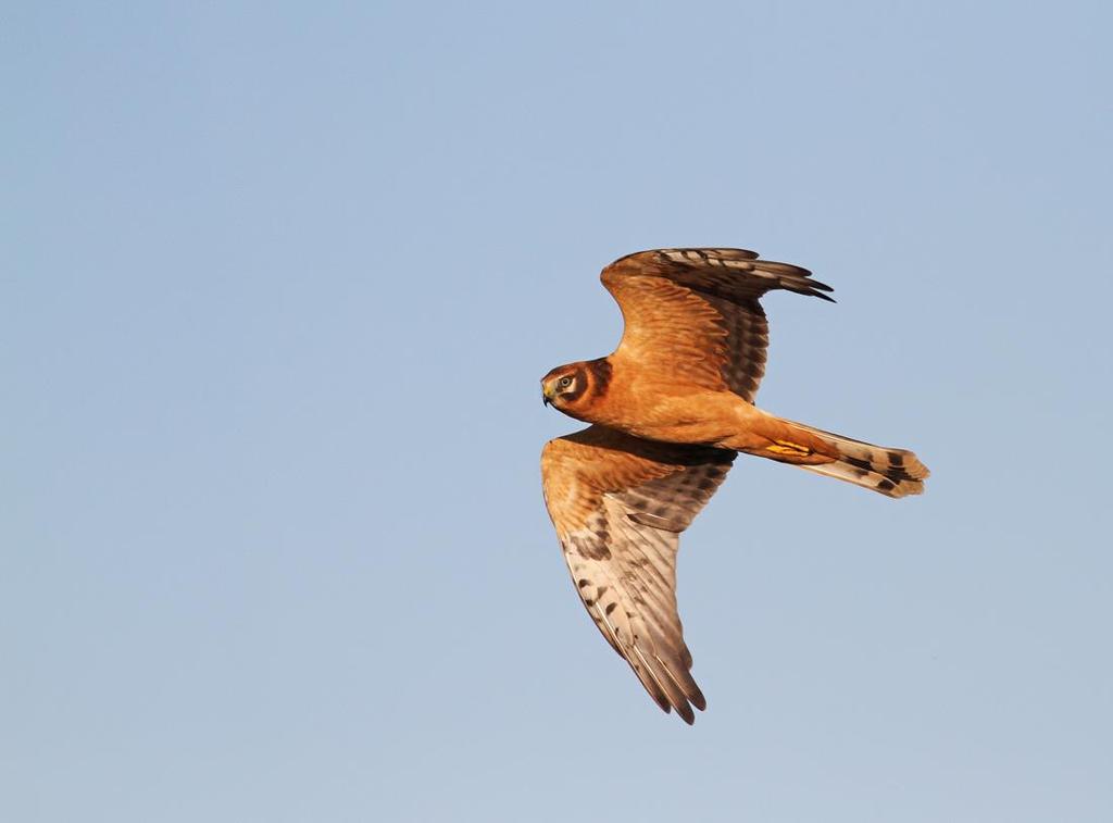 Brun glada (Milvus migrans) ** (202, 4) 1 ad str O Munkahusviken 9.4 (Rune Svensson, Johan Wolgast), 1 ex Stensnäs våtmark 28.5 (Tommy Petersson) samt 2 ex Viet 15.