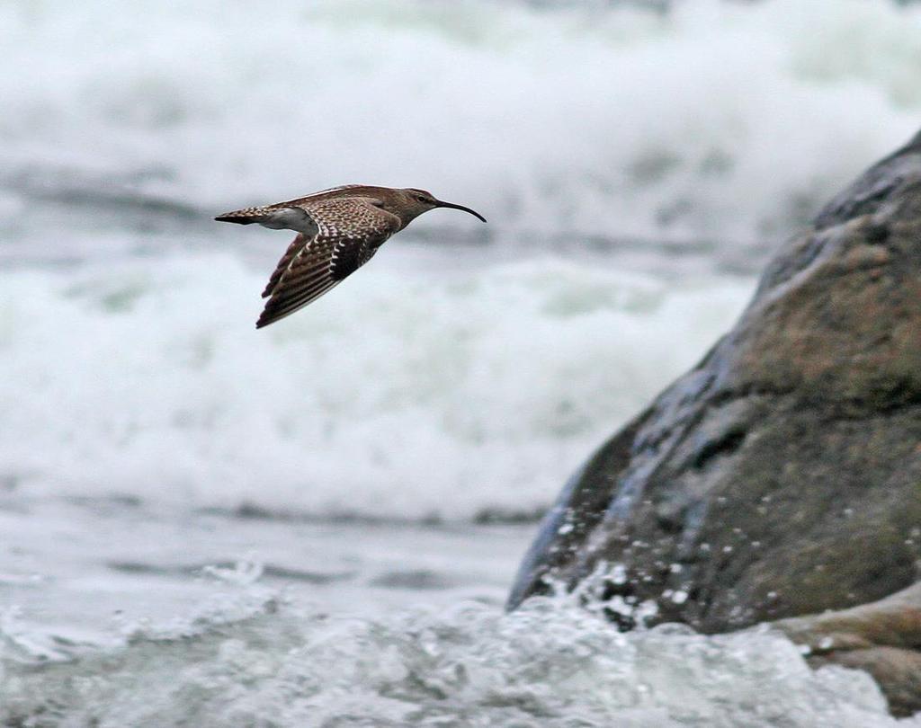 Rekordtidig småspov! Lindö udde 27.3 2015. Foto: Fredrik Lennartsson. Storspov (Numenius arquata) Ansamling: 226 ex Torstävaviken 15.4 (Anders Adolfsson). Nytt ansamlingsrekord!