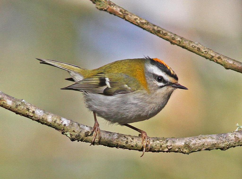 Brandkronad kungsfågel. Gö udde 18.4 2015. Foto: Fredrik Lennartsson. Mindre flugsnappare (Ficedula parva) Vårfynd: 24 ex under perioden 3.5-22.