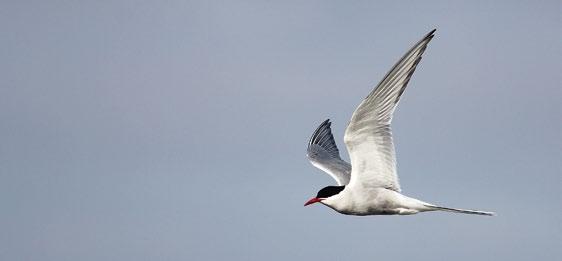 vittrut. Göteborgs fiskhamn, 6 juni.