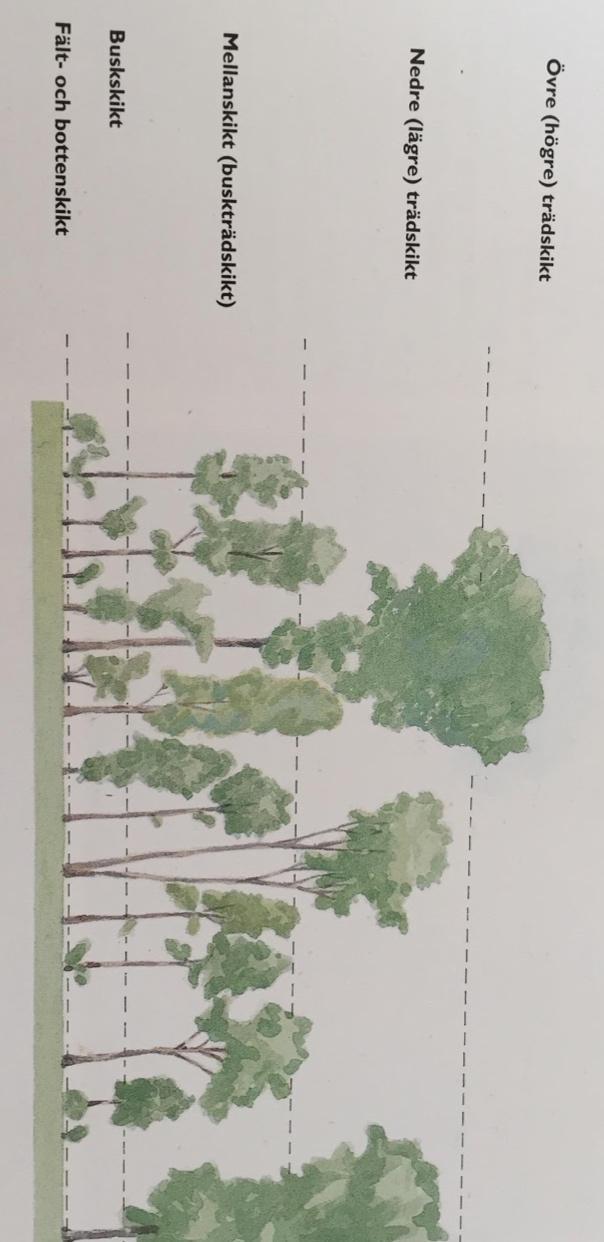 Figur 3: Vegetationsskikt