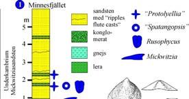 Särskild