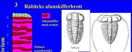 Darwinism och biostratigrafi
