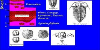 Evolutionära hastigheter Phyletic gradualism Darwins modell Små långsamma gradvisa förändringar leder till