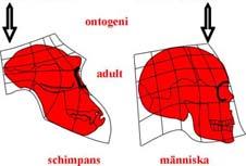 Makroevolution Stora evolutionionära förändringar över