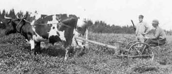 Barn födda i Almas första äktenskap: 1) Rut Alma Maria f.1914-01-26 2) Märta Elisabet Johansson f. 1915-10-31 T.v. Albert Gustafsson i Solberg. T.h. sönerna Adolf och Rickard.