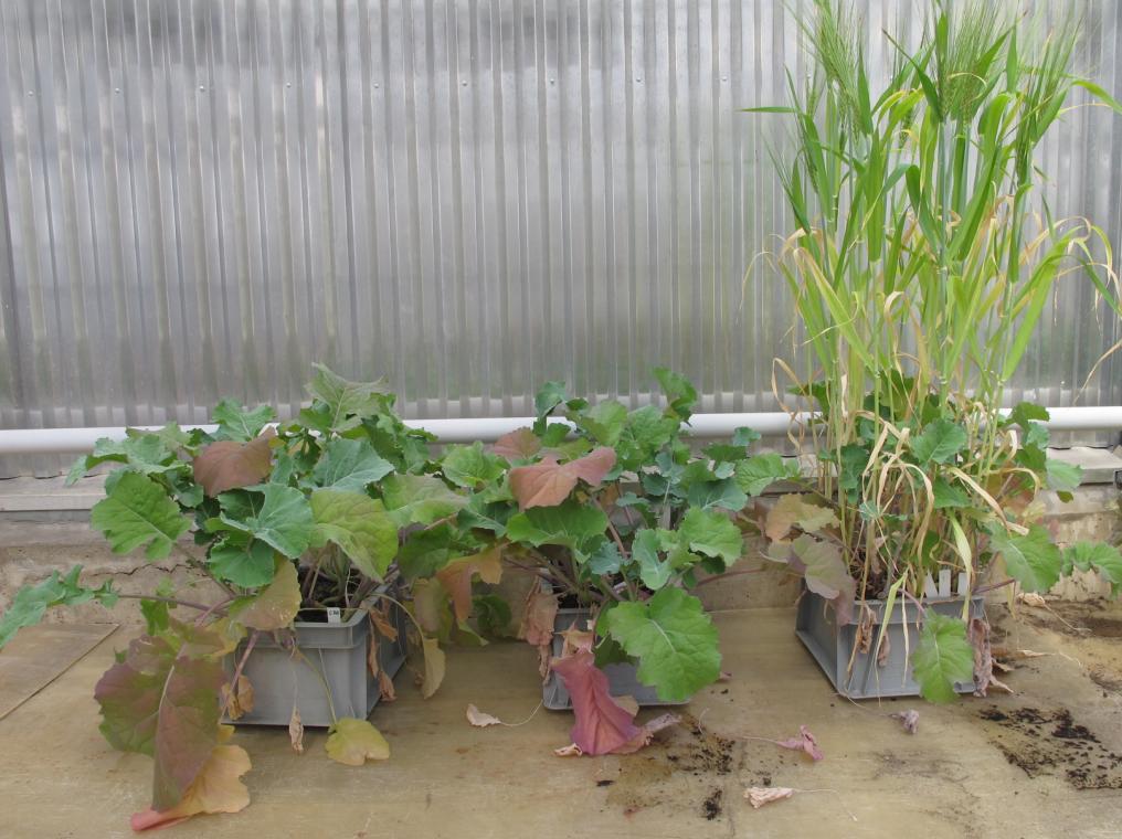 Fakulteten för naturresurser och lantbruksvetenskap Interspecifik konkurrens mellan kålrot och vårkorn Interspecific competition between Swedish turnip and