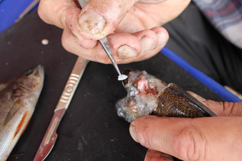 NÄTPROVFISKE I JÖNKÖPINGS LÄN 1 Är födotillgången låg blir tillväxten generellt lägre i varmare vatten eftersom kostnaderna för fiskens metabolism ökar med ökande temperatur (Persson m.fl., 11).