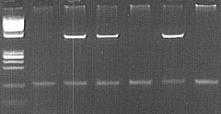 PCR-ASP K2-ASP 5'