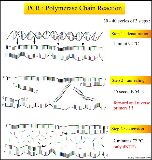 PCR The Nobel Prize in Chemistry 1993 one half to Kary B.