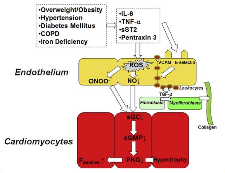 Myocardial remodeling in HFpEF Importance of