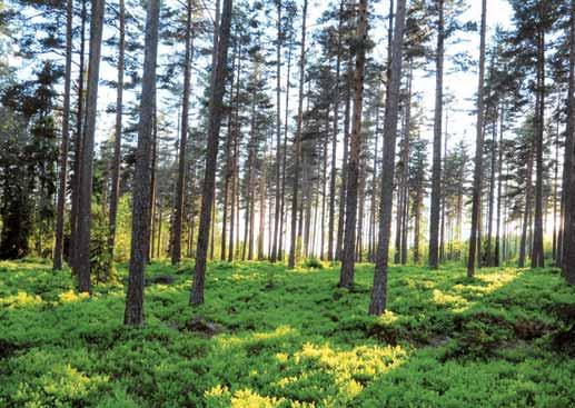 Sveaskog är Sveriges största skogsägare och en betydelsefull aktör på virkesmarknaden.