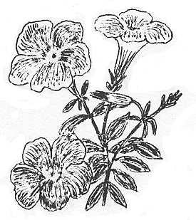 en blomstertid nu kommer en blom ster tid lju va blid och som vär Hm mar, då ma till so lens strå lar när ma och grö da gror. Med allt som va rit dött, sig allt blir u stor.