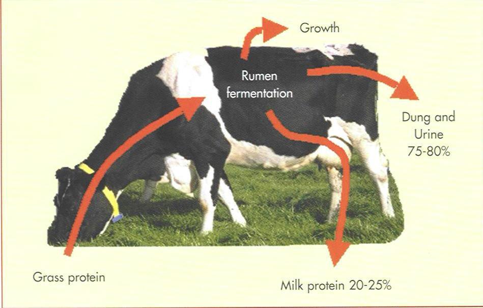 Lågt utnyttjande av protein