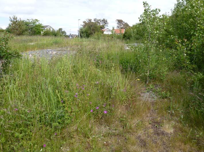 Delområdesbeskrivningar 1. Igenväxande ängsmark. Öppet parti utmed gångväg med lite rikare kalkgynnad flora. Här förekommer bl a ängshavre, äkta johannesört, blodnäva och nyponros.