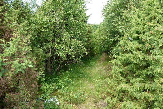Spara gärna stenmuren i sitt ursprungliga läge så långt det är möjligt. Stenar som måste tas bort kan med fördel användas för att restaurera och återställa stenmuren på andra sträckor.