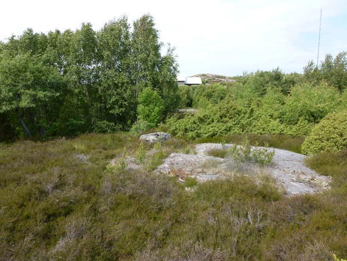 Åtgärder som gynnar biologisk mångfald: Den biologiska mångfalden gynnas av om området hålls lite öppnare gärna med en mosaik av buskar och öppna ytor.