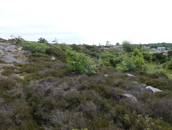 Naturmark som fortsätter