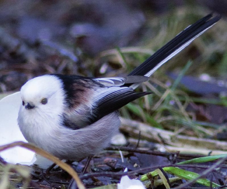 Då fylls vårkvällen av taltrastens, koltrastens och rödvingetrastens vackra sång.