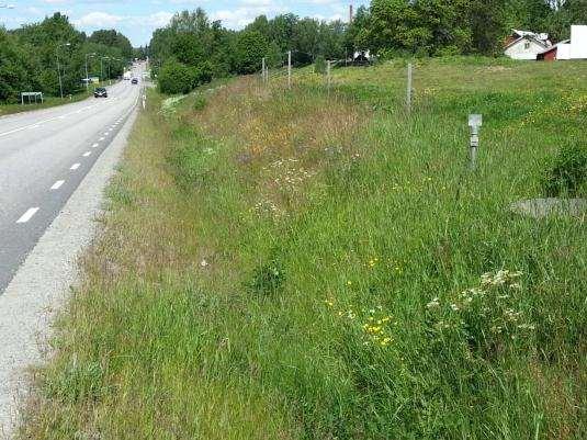 1. Timmele - Blidsberg (Timmele hänsynsobjekt) Sida av vägen Längd BESKRIVNING Skötselstatus Klass 1- arter Öster 337 m Torra skärningar och dike på moigt-sandigt underlag.