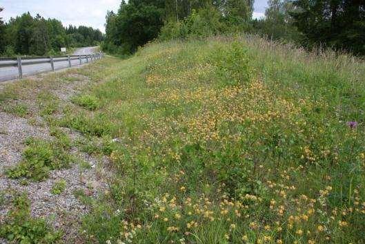 8. Blidsberg-Trädet Sida av vägen Längd BESKRIVNING Skötselstatus Klass 1- arter Öster 50 m En kort vägkant med mycket getväppling. Det är torrt i ytterslänten där värdena finns.