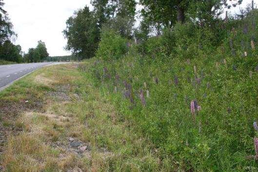 22. Blidsberg-Trädet Sida av vägen Längd BESKRIVNING Skötselstatus Klass 1- arter Klass 2- arter Ohävds- och kväveindikatorer Övriga kärlväxter Fjärilar Kommentarer Öster 90 m BEDÖMNING Klass 2.