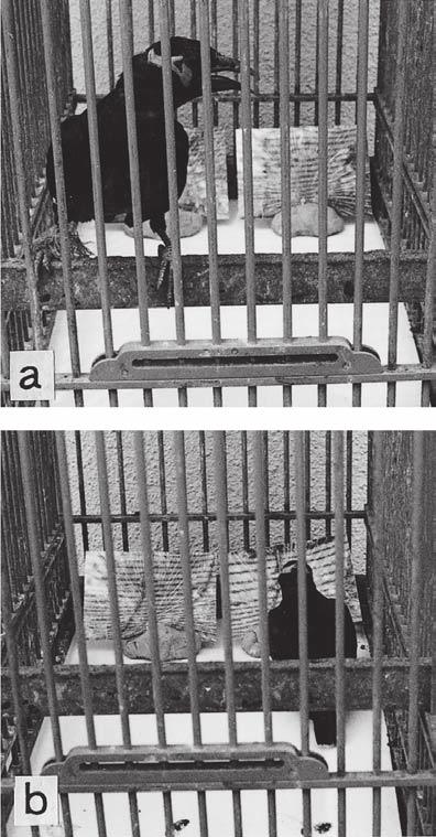 C Swallows, Zebra Finches, and Peacocks. To explore this problem, I performed two simple experiments (preliminary experiment and essential experiment) using four Mynahs.