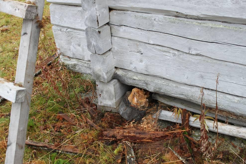Bilder AD-knut