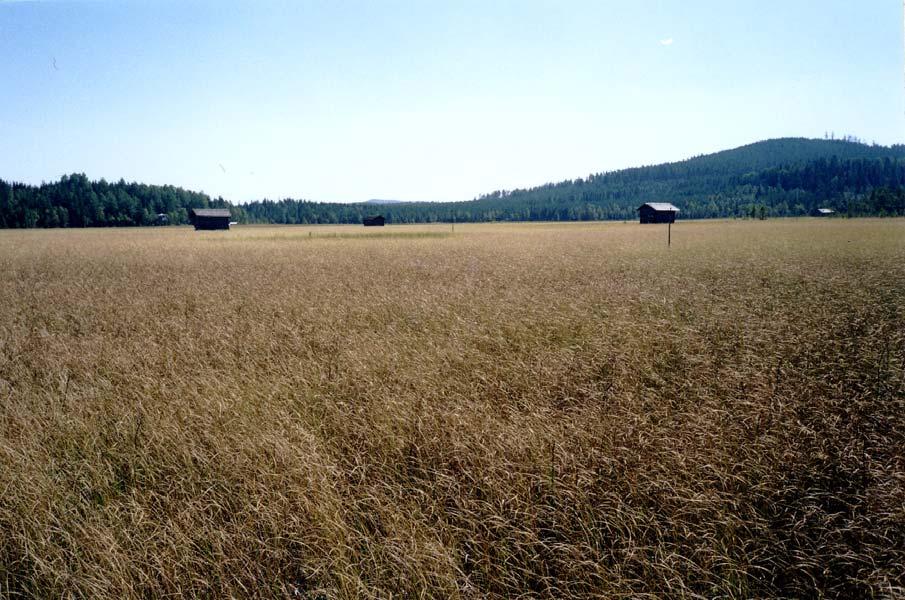 myr, beige = öppen brunmyr, lila = öppen blåmyr.